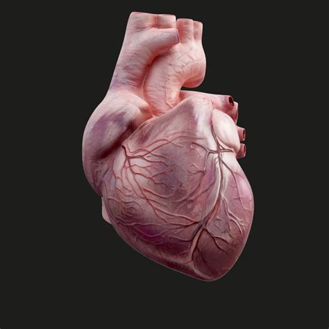 Human heart animation 3D model - TurboSquid 1298711