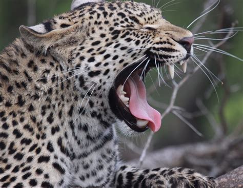 Yawning in Londolozi. | African animals, Animal experiences, Animals