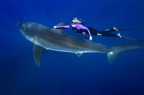 Woman swims with great white sharks to save them - Matador Network