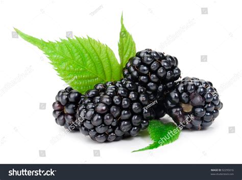 Blackberry Stock Photo 92295016 : Shutterstock