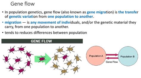 Examples of gene flow - lovebery