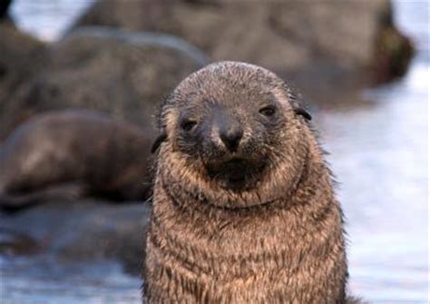 Energy requirements make Antarctic fur seal pups vulnerable to climate change