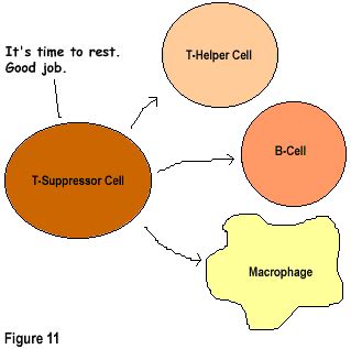 How the Immune System Fights Disease - TheBody.com