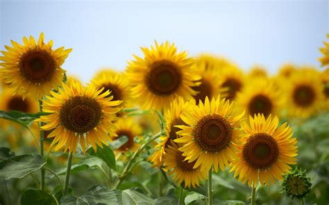 Summer Sunflower Desktop Wallpaper