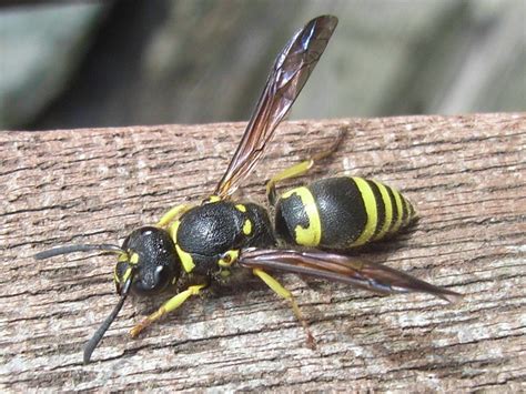 Sphecidae & Vespoidea BXL