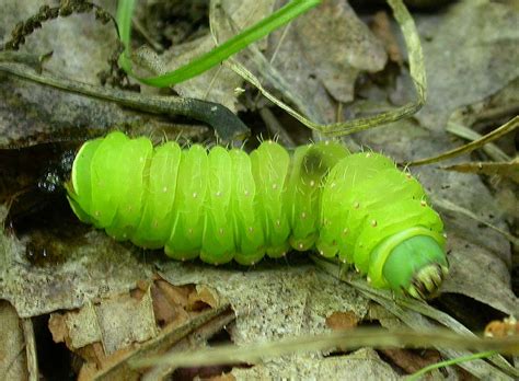 Luna (Actias luna) caterpillar -- parasitized & found dying in forest photo - Bev Wigney photos ...