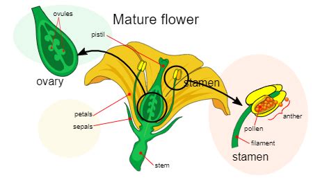 Angiosperms | Definition & Examples - Lesson | Study.com