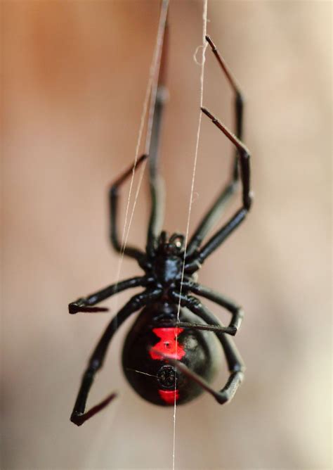 Black Widow Spidersgoodhousemag Spider Venom, Spider Art, Spider Webs ...