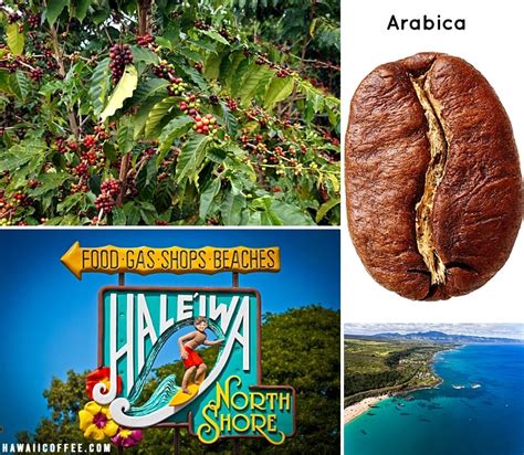 Who are Hawaii's Coffee Superstars? - Hawaii Coffee Farms