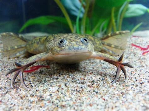 The African clawed frog is a species of African aquatic frog of the ...