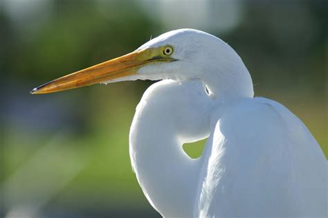 White Crane Bird · Free Stock Photo