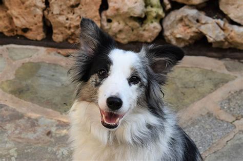 Mini Border Collie Dog Breed: Info, Pictures, Care Guide & More – Dogster