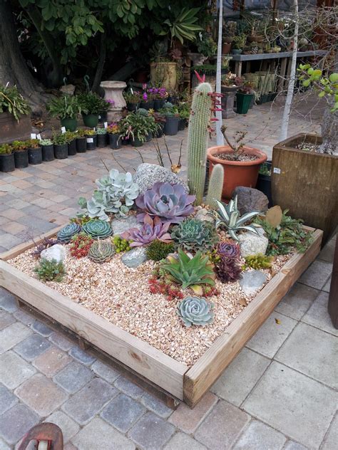 View source image | Mini cactus garden, Cactus garden landscaping ...