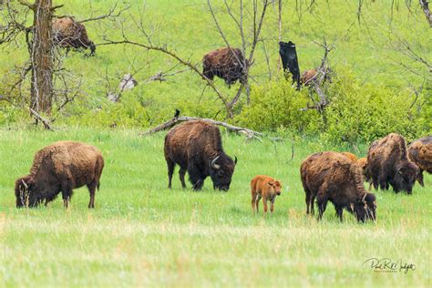 Custer State Park - Wildlife — Paul R Mudgett Photography