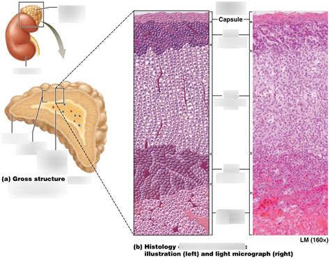 The Adrenal Gland-Zones-Label it Diagram | Quizlet