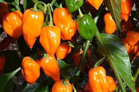 Orange Habanero Pepper Live Plants 4 Seedlings | Etsy