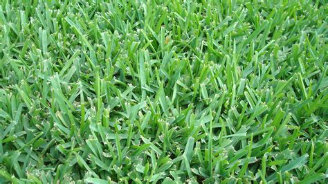 Types Of Grass In Georgia | AdinaPorter