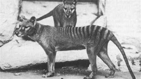 Tasmanian tiger spotted years after extinction: Australian officials