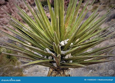 Desert Yucca Plant stock image. Image of pointy, desert - 116583243