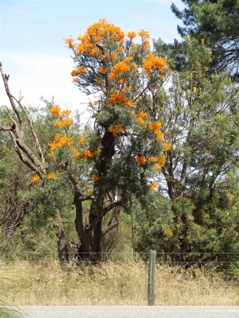 Nuytsia floribunda - WA Christmas Tree - Australian Native Nursery