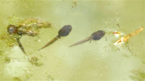 Wood Frog Tadpoles - YouTube