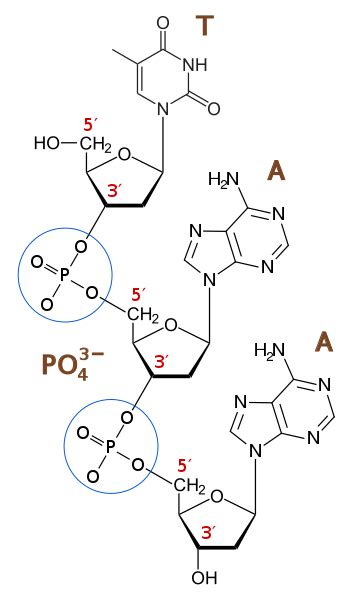 Difference Between Phosphodiester Bond and Phosphoester Bond | Compare the Difference Between ...