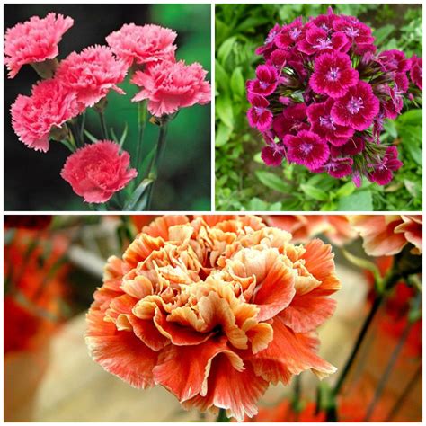 Carnations. A history and meaning of the flower