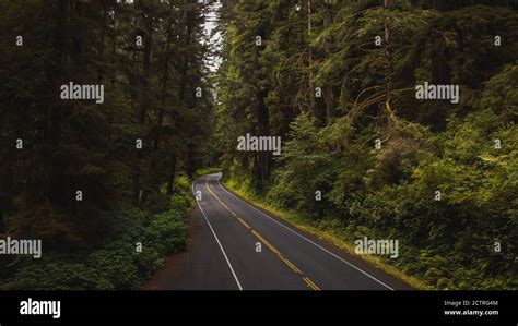 Aerial View of Giant Redwood Trees on Newton B. Drury Scenic Parkway road in Redwoods State and ...