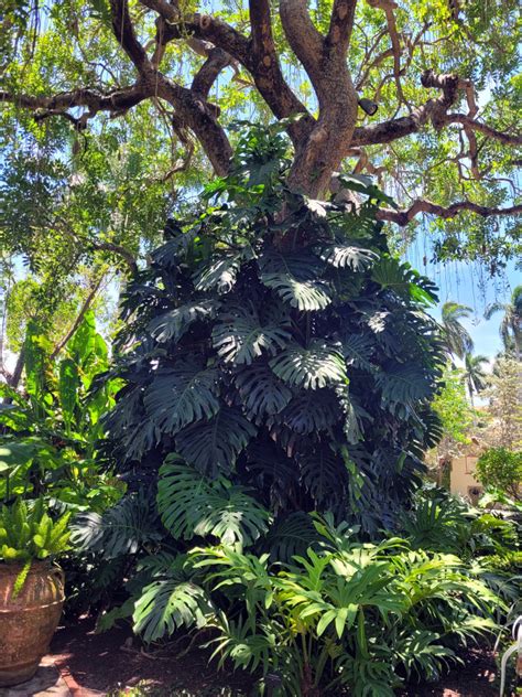 Propagating Monstera deliciosa | UMN Extension