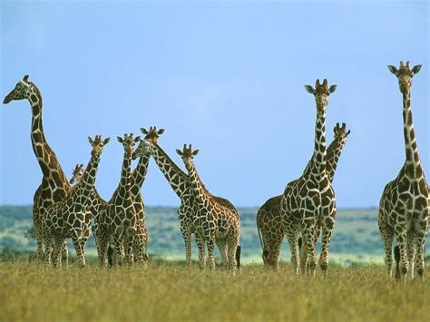 Giraffes - Giraffes Wallpaper (24515816) - Fanpop