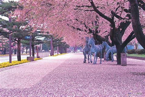 Cherry Blossom Tours - Samurai Tours