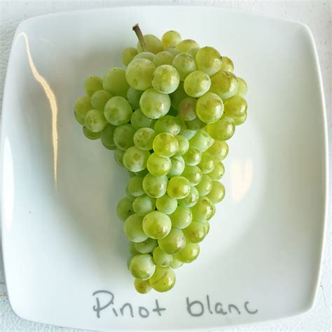 The Difference Between Pinot Blanc and Pinot Noir Blanc | Kramer Vineyards Blog