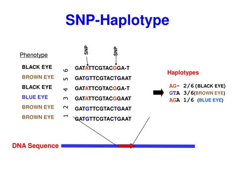 PPT - Single Nucleotide Polymorphisms (SNPs), Haplotypes, Linkage ...