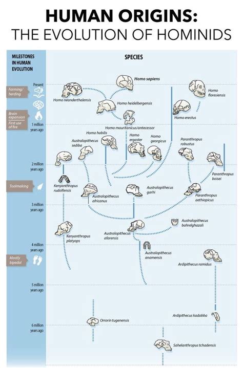 Hominid Evolution | Human family tree, Hominid, Agricultural revolution