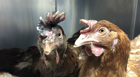 "Cage-Free" Hens Rescued from NJ Egg Farm Fire Find Farm Sanctuary ...