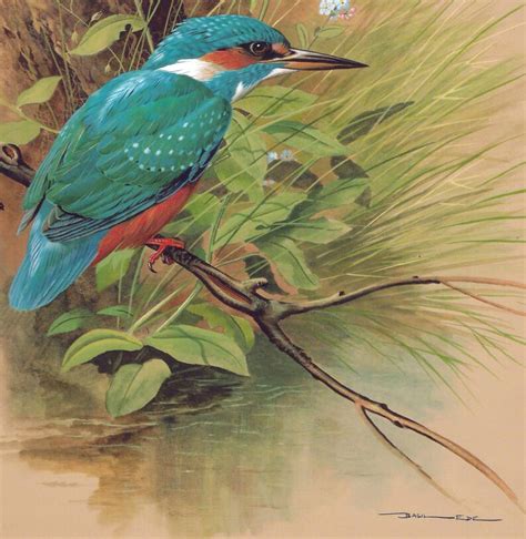 Kingfisher Ornothology illustrated Bird Print for Home Decor | Etsy