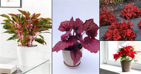 15 Impressive Red Indoor Plants | Houseplants with Red Leaves