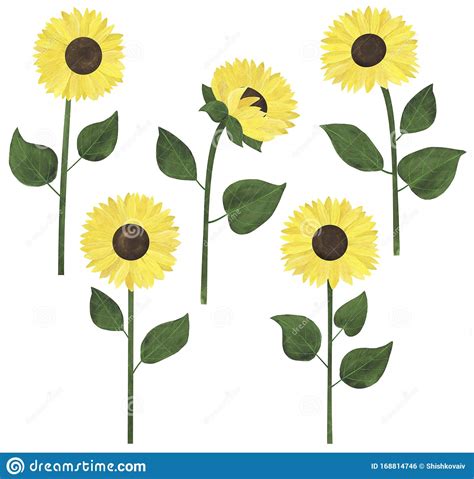 Set of Watercolor Sunflower Illustrations Stock Illustration ...