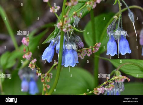 Wild flowers of alaska hi-res stock photography and images - Alamy