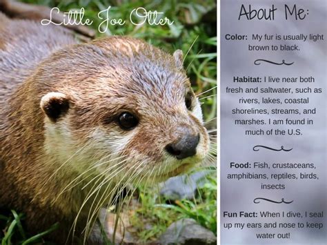 Facts About River Otters » | Otter facts, River otter, Otters