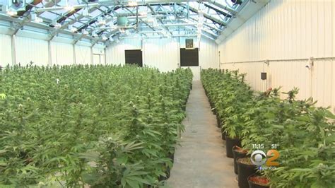 Inside Medical Marijuana Grow Facility | thcscout.com