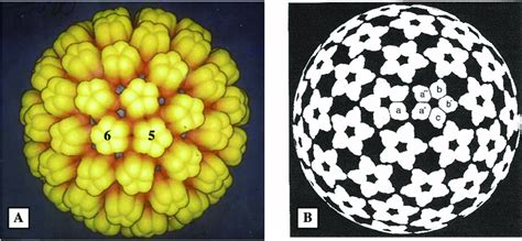 A computer model of the T ¼ 7 capsid of polyoma and papillomaviruses.... | Download Scientific ...