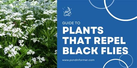 8 Plants That Repel Black Flies 2023 [Plants Flies Hate] - Pond Informer