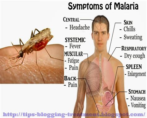 Liyana Biryani: Malaria disease. Read On!