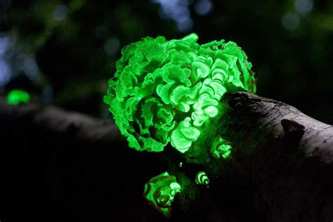 10 Cool Facts About Bioluminescent Mushrooms (and Where to Find Them ...