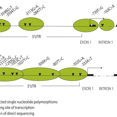 Genotyping of the CYP1A2 and CYP2E1 gene polymorphisms. Direct ...