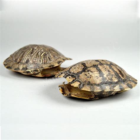 Turtle Shell - Natural Shell - The Wandering Bull, LLC