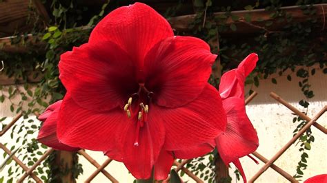 How to Make Your Amaryllis Bloom Again - YouTube