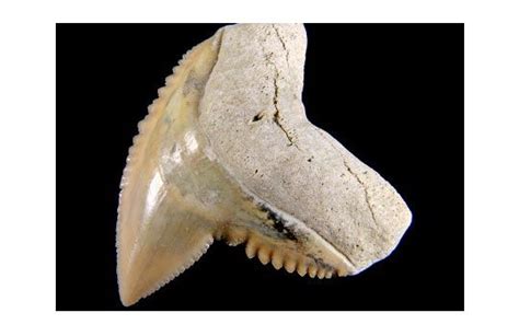 A 3-million-old shark tooth, Aurora, N.C. . Aurora Fossil Museum, N.C. | Fossil museum, Body ...