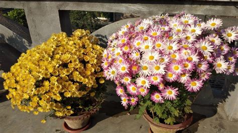 How to care chrysanthemum flower plants? - YouTube